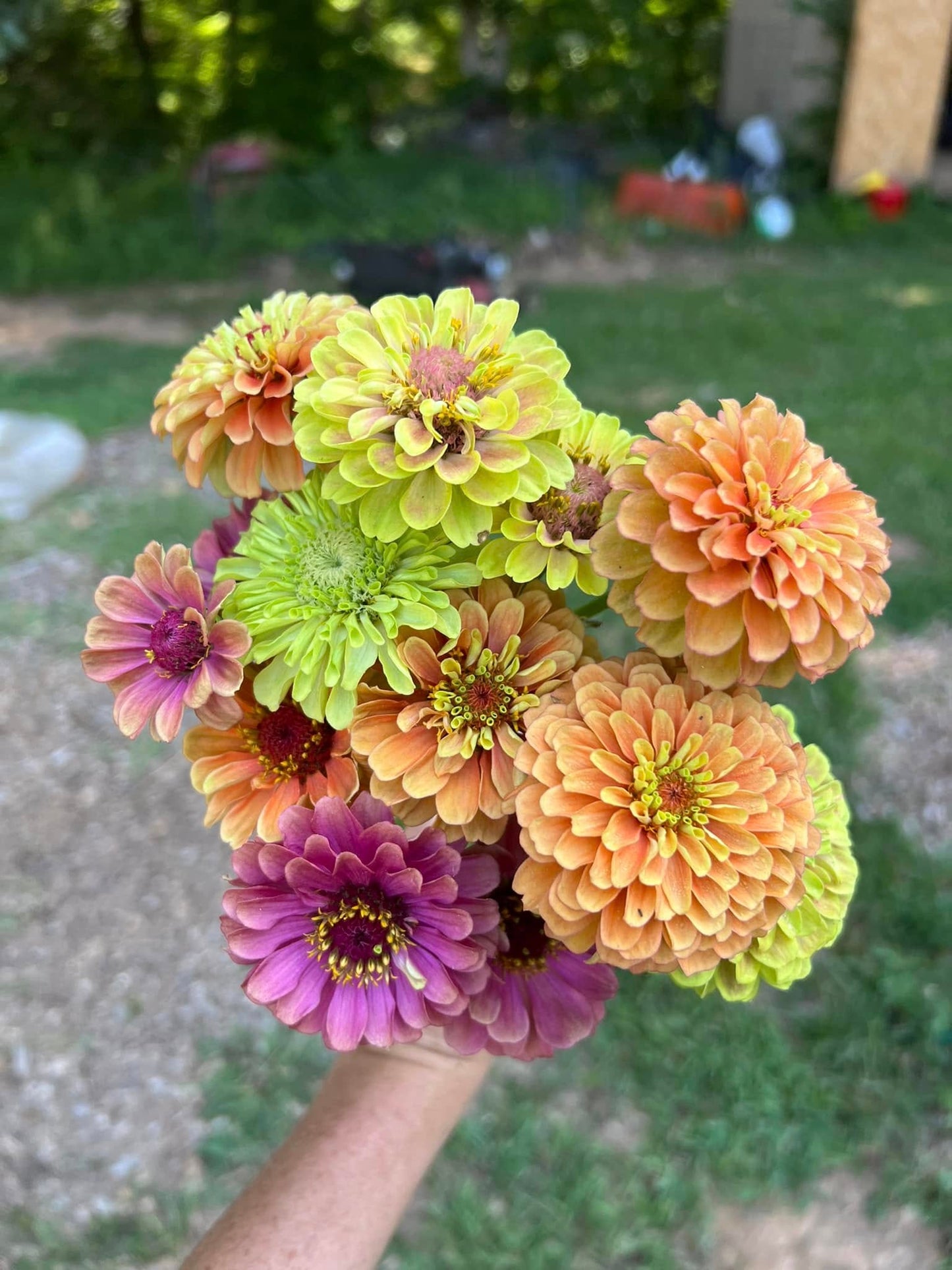 Wholesale Zinnias