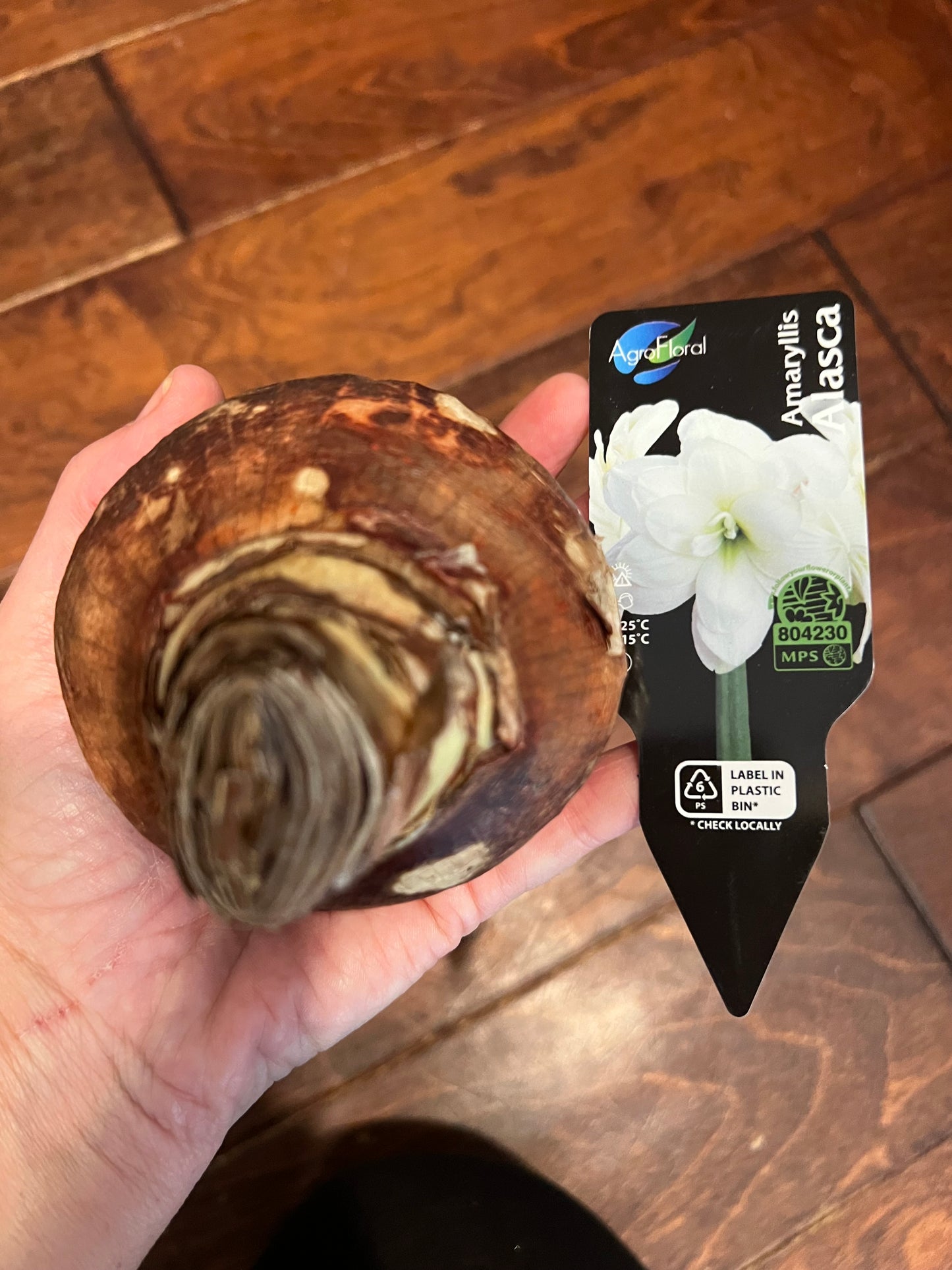 Potted Amaryllis Alasca (white)