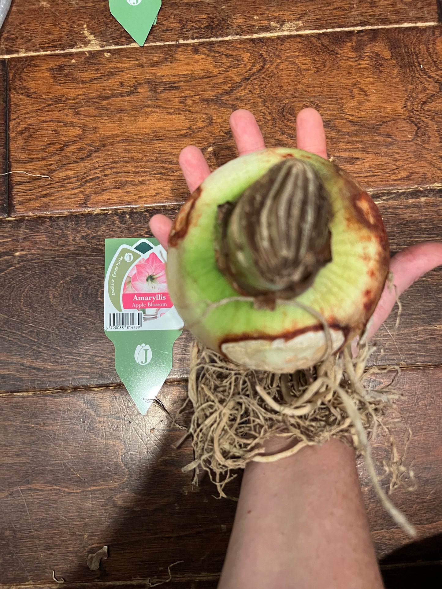 Amaryllis Apple Blossom Bulb size 34/36