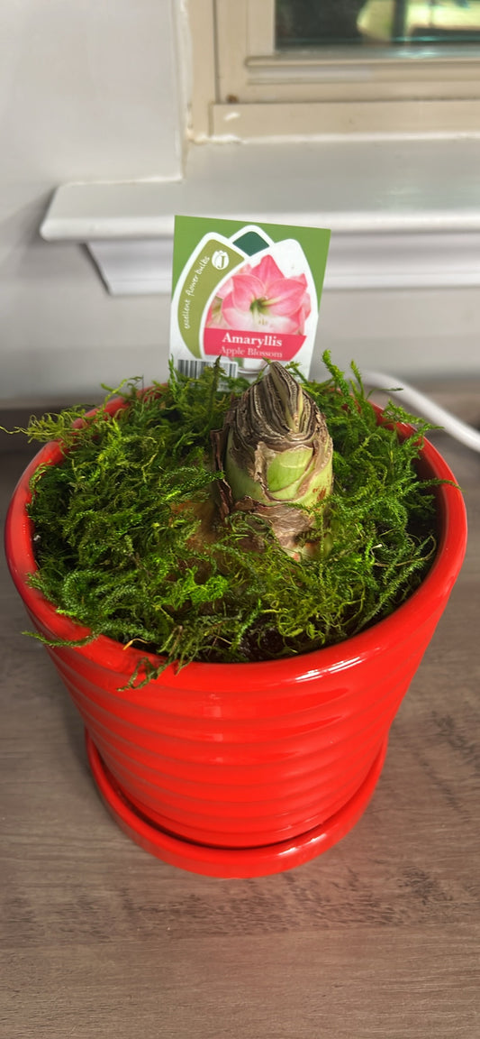 Potted Amaryllis Apple Blossom (size 34/36) bulb