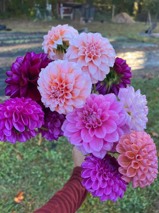 Wholesale Dahlias