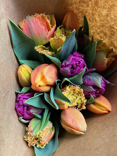 Wholesale Tulips