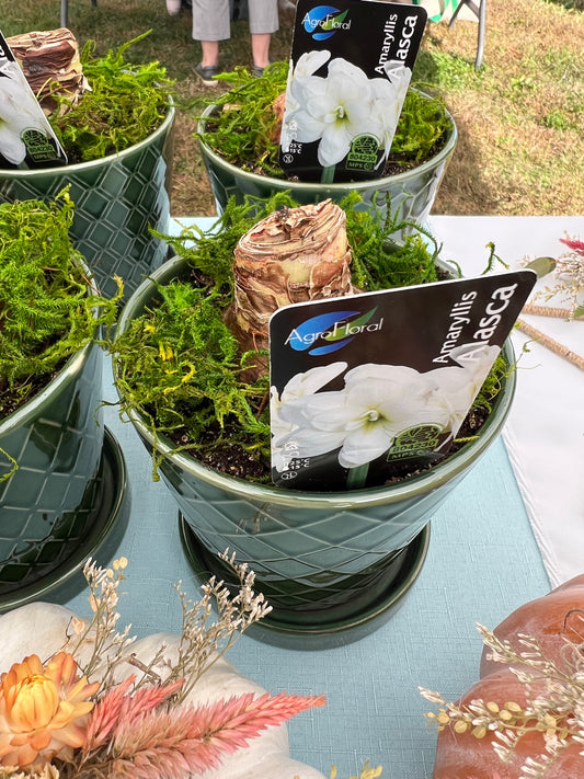 Potted Amaryllis Alasca (white)