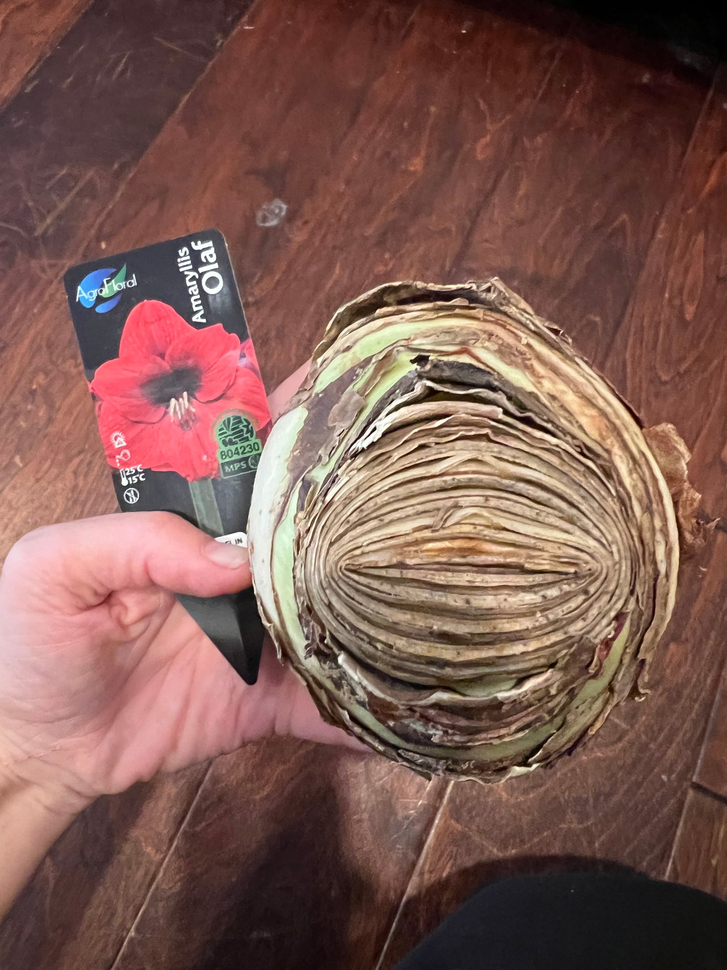 Amaryllis Olaf bulb size 34/36