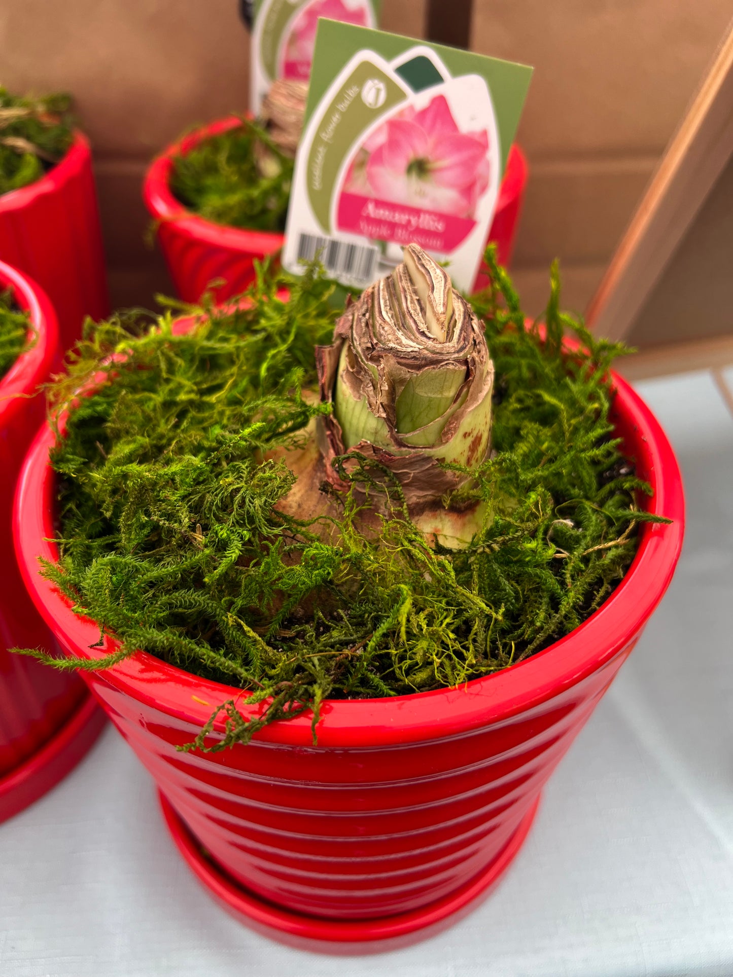 Potted Amaryllis Apple Blossom (size 34/36) bulb