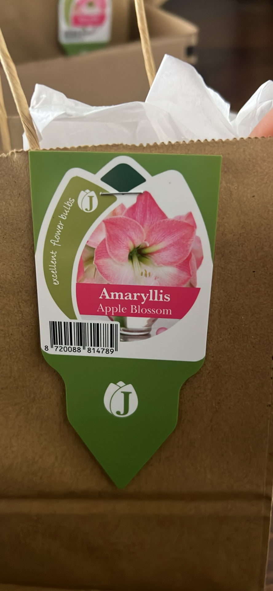 Potted Amaryllis Apple Blossom (size 34/36) bulb