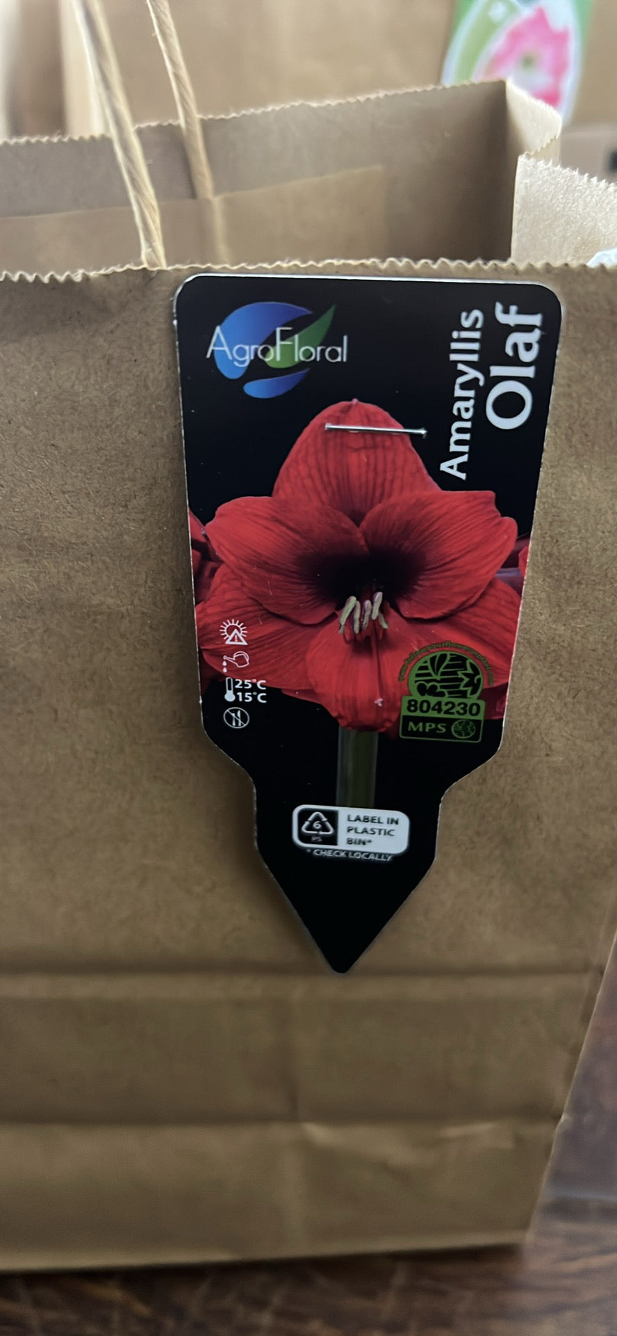 Amaryllis Olaf bulb size 34/36