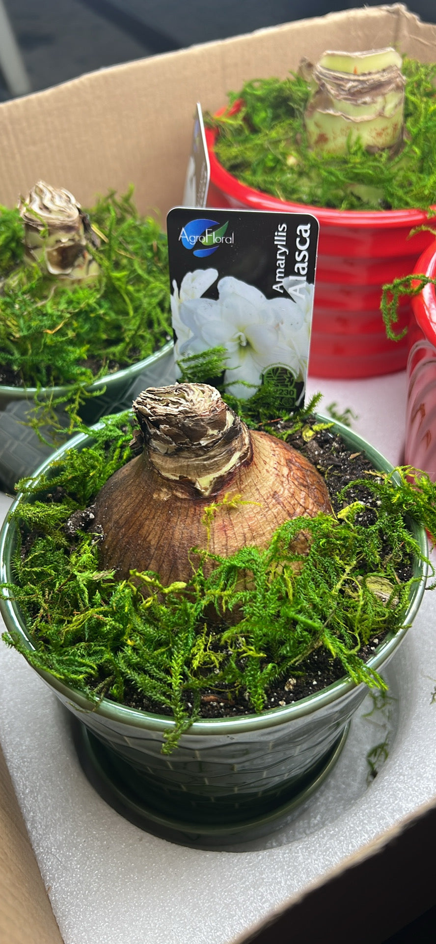 Potted Amaryllis Alasca (white)